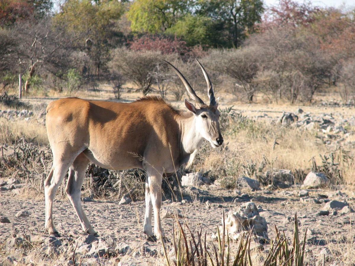 Hotel Kalkfontein Guestfarm Grootfontein Exterior foto